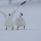 Stray Ross's Geese in Canada Cold Winter