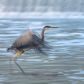Blue Heron Landing