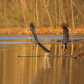 Canada Goose Chasing Blue Heron at Sunset