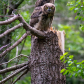 Great Horned Protector