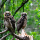 Great Horned Protector