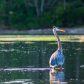 Hunting Heron