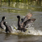 American coot fighting over territorial boundaries