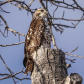 Red tailed hawk
