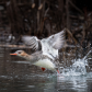 Red breasted merganser taking off