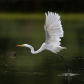 Great egret taking off