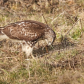 Hawk eating its prey