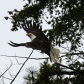 Bald Eagle taking off