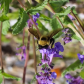 Bumble bee 