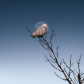 Snowy Owl + Super Moon
