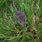 Baby mouse
