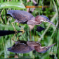 The Green Heron