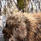 Porcupine