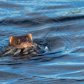 The little mink with a mouth full of feathers.