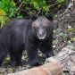 Cub Of The Year
