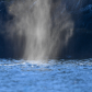 A Pod Of Humpback Whales