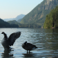 Canada Goose takes flight