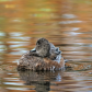 Preening session