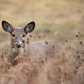 White Tailed Doe
