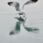 Playing with Ice