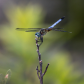 Dragon Fly