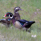 Wood Ducks
