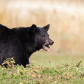 Black Bear