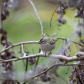 Golden-crowned Kinglet in High Park