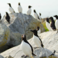 Clowns of the seas - Atlantic Puffins 