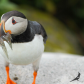 Clowns of the seas - Atlantic Puffins 