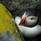 Clowns of the seas - Atlantic Puffins 