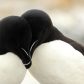 Clowns of the seas - Atlantic Puffins 