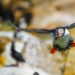 Clowns of the seas - Atlantic Puffins 