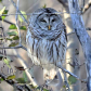 Barred Owl