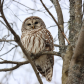 Barred Owl
