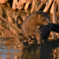 Playful Mink