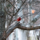 Northern Cardinal in Downtown Toronto