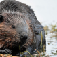Canadian Beaver