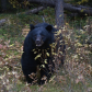 Bears in nature at Johnston Canyon, Banff National Park