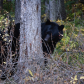 Bears in nature at Johnston Canyon, Banff National Park
