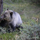 Bears in nature at Johnston Canyon, Banff National Park