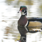 The Happiest Wood Duck