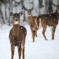 Snowy Day Deer