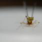 The happiest Mayfly