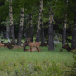 Elk ( wapiti ) in nature at Johnston Canyon, Banff National Park
