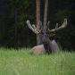 Elk ( wapiti ) in nature at Johnston Canyon, Banff National Park