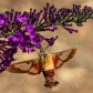 Clearwing Hummingbird Moth