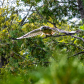 Red-tailed hawk swooping in 