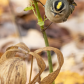 Golden-crowned Kinglet