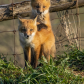 Curious Red Fox Siblings